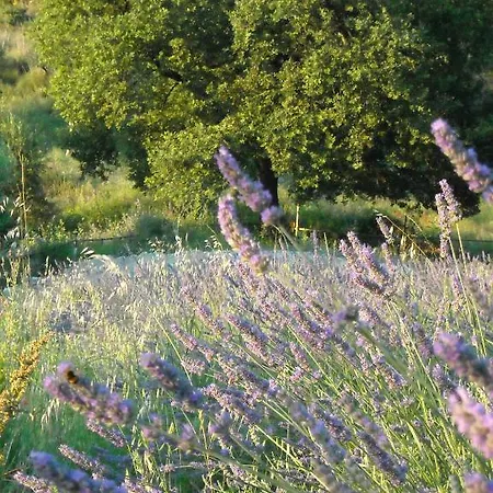 ベッド・アンド・ブレックファスト Le Fontanelle アンコーナ